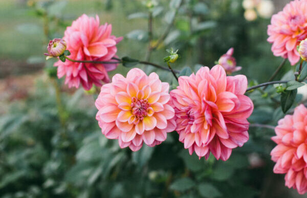 Pink and Yellow Dahlias