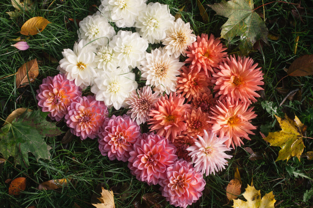 Flat lay rainbow of Dahlias laid out in a flag pattern
