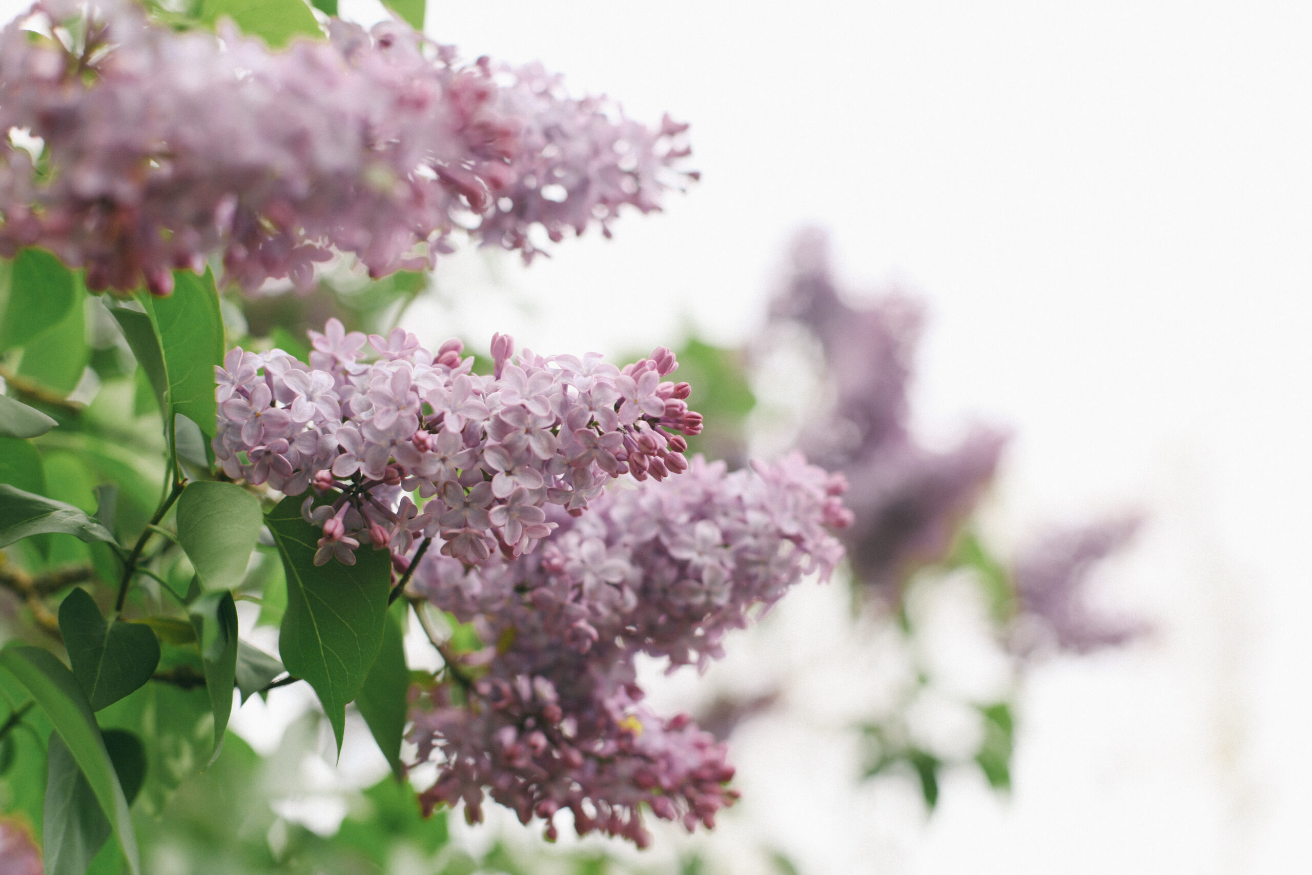 Photo of light purple lavender lilacs