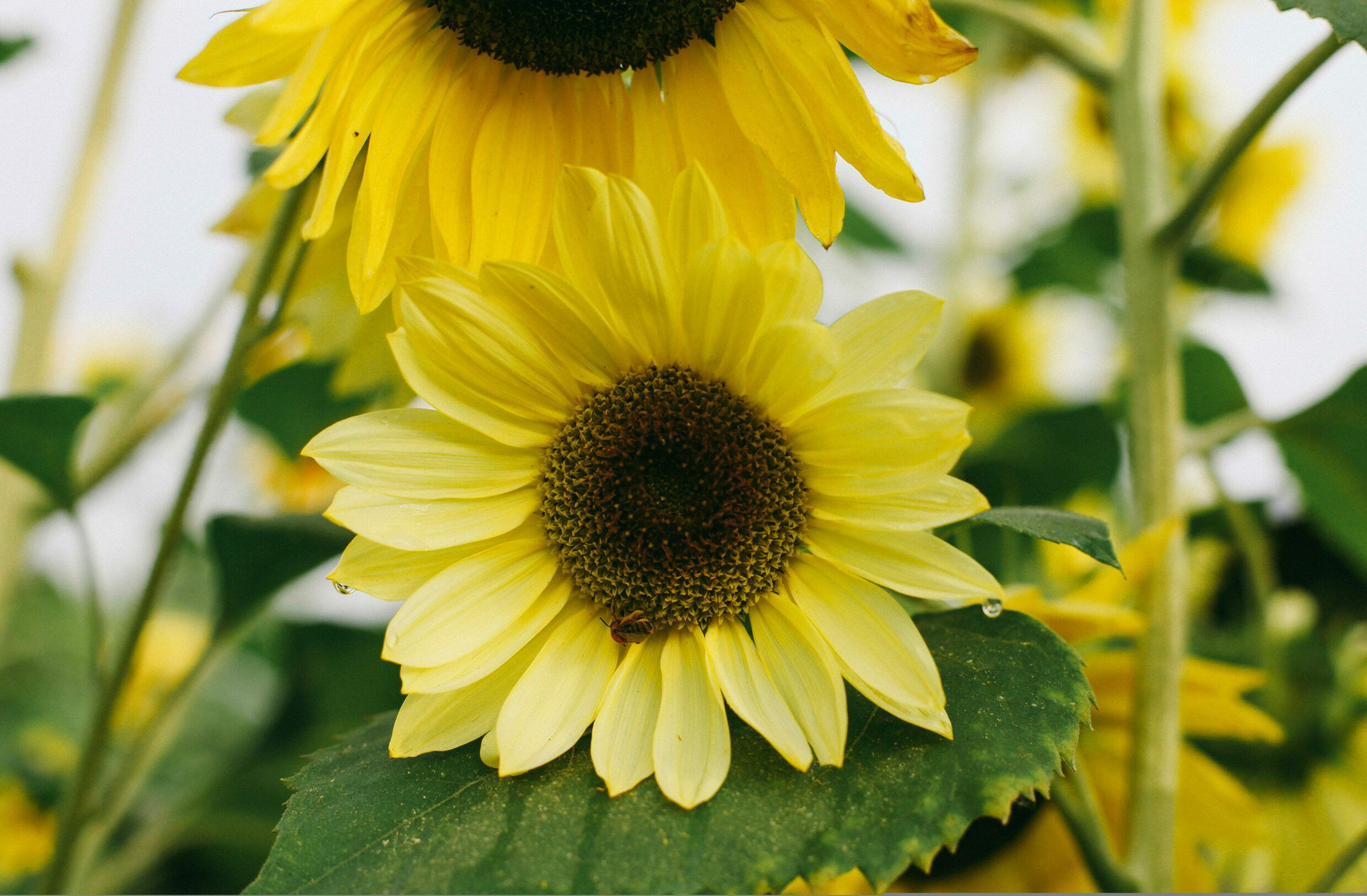 Yellow Summer Lemon Queen Sunflowers Potager Online