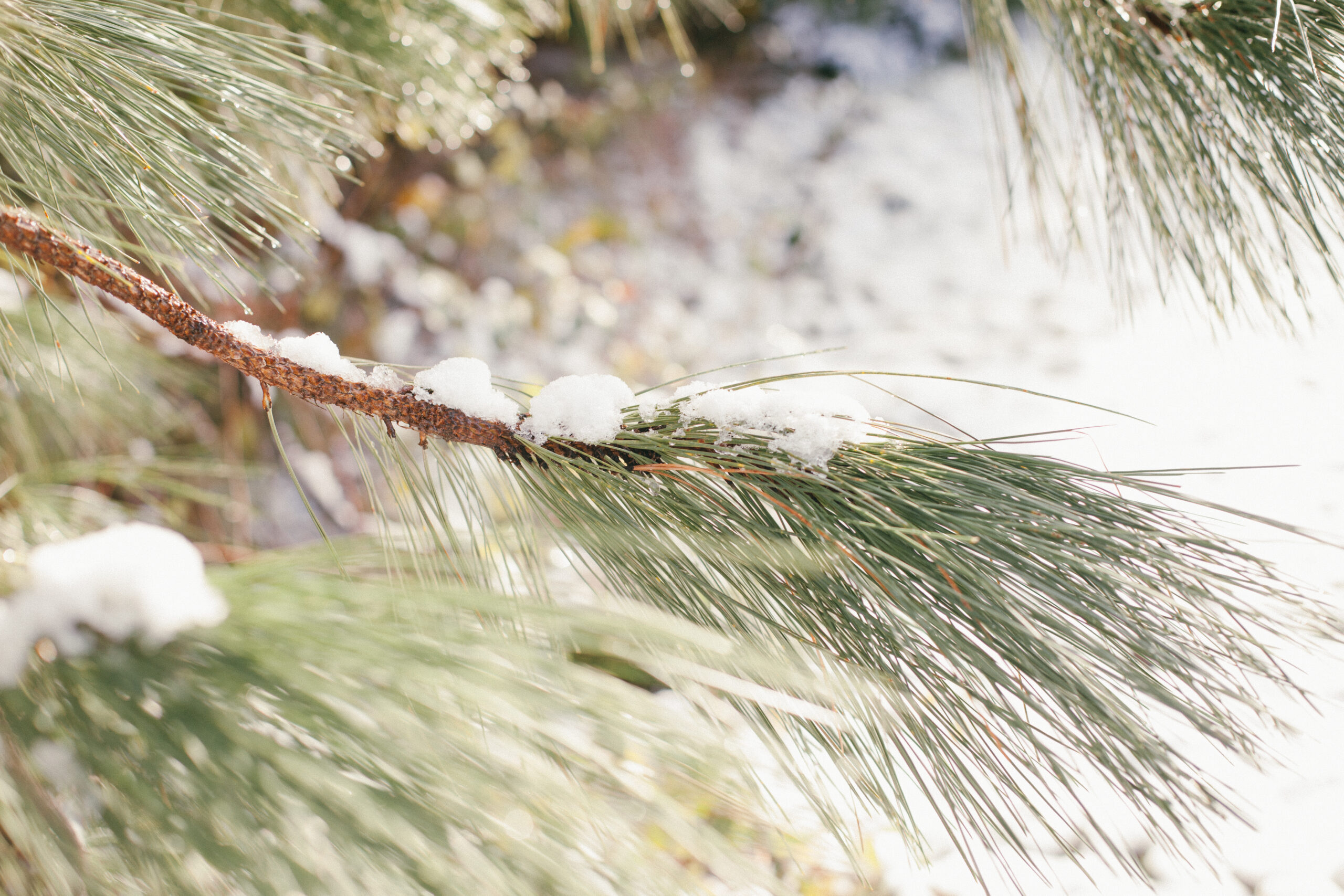 A Snowy Pine Bough blows in the wind at Potager Online