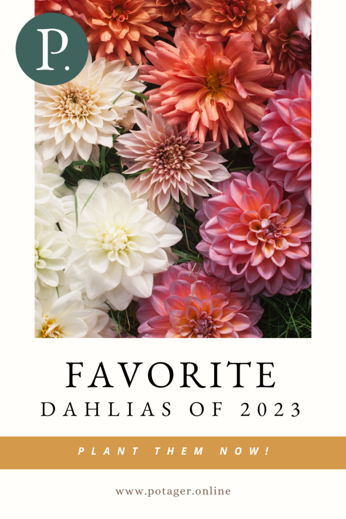 Pinnable image of an assortment of dahlias with text linking to a blog post about the best varieties