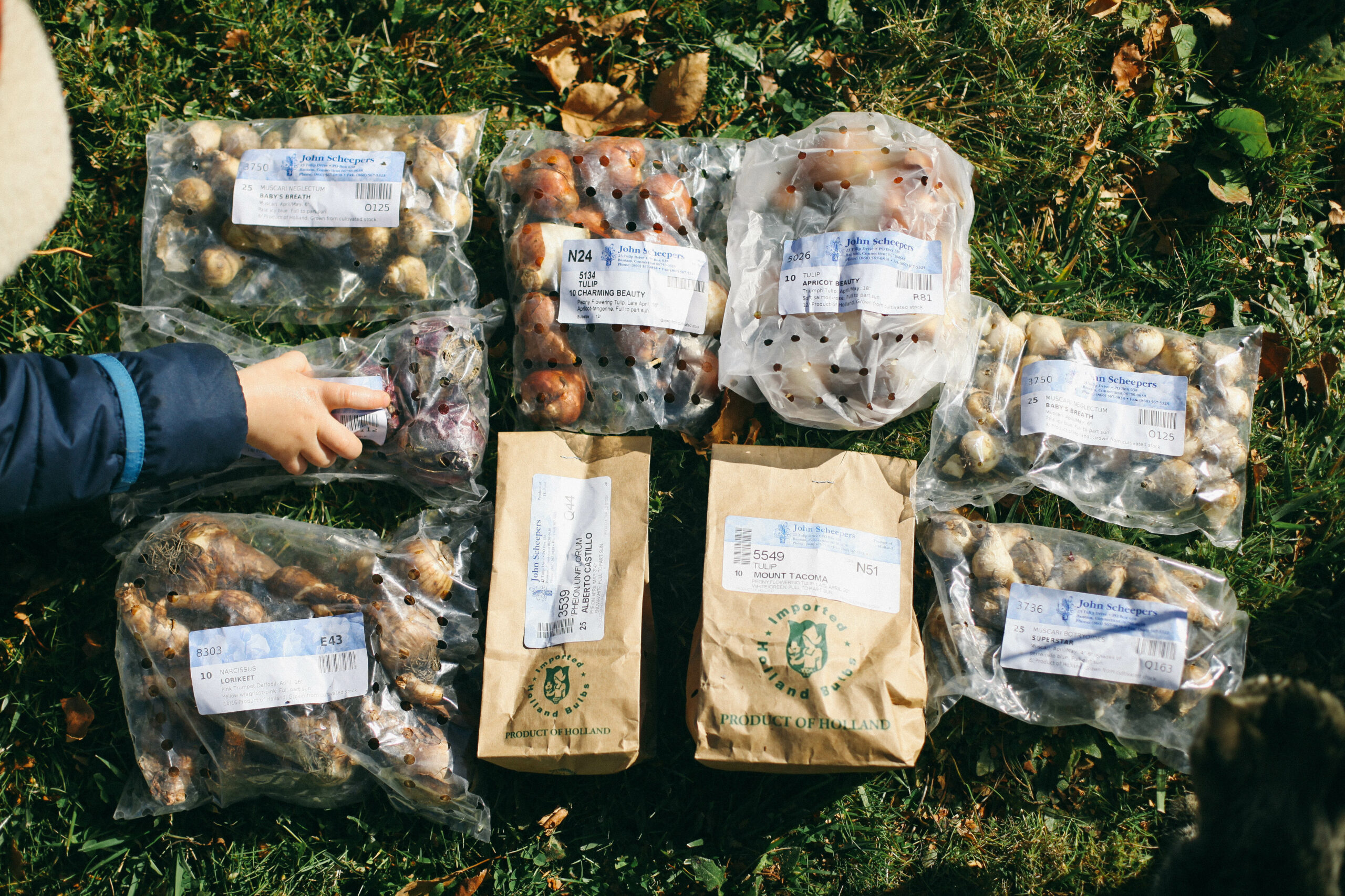 Photo of a bunch of bags of Spring Bulbs laid out and ready to be planted