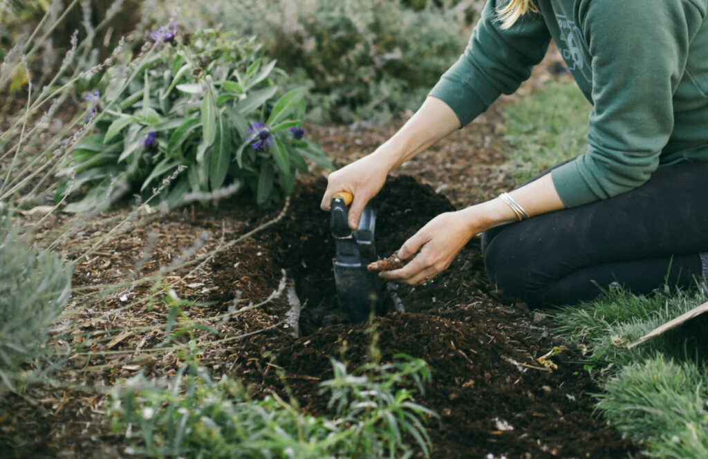 Woman's hands planting flower bulbs in the dirt in the garden