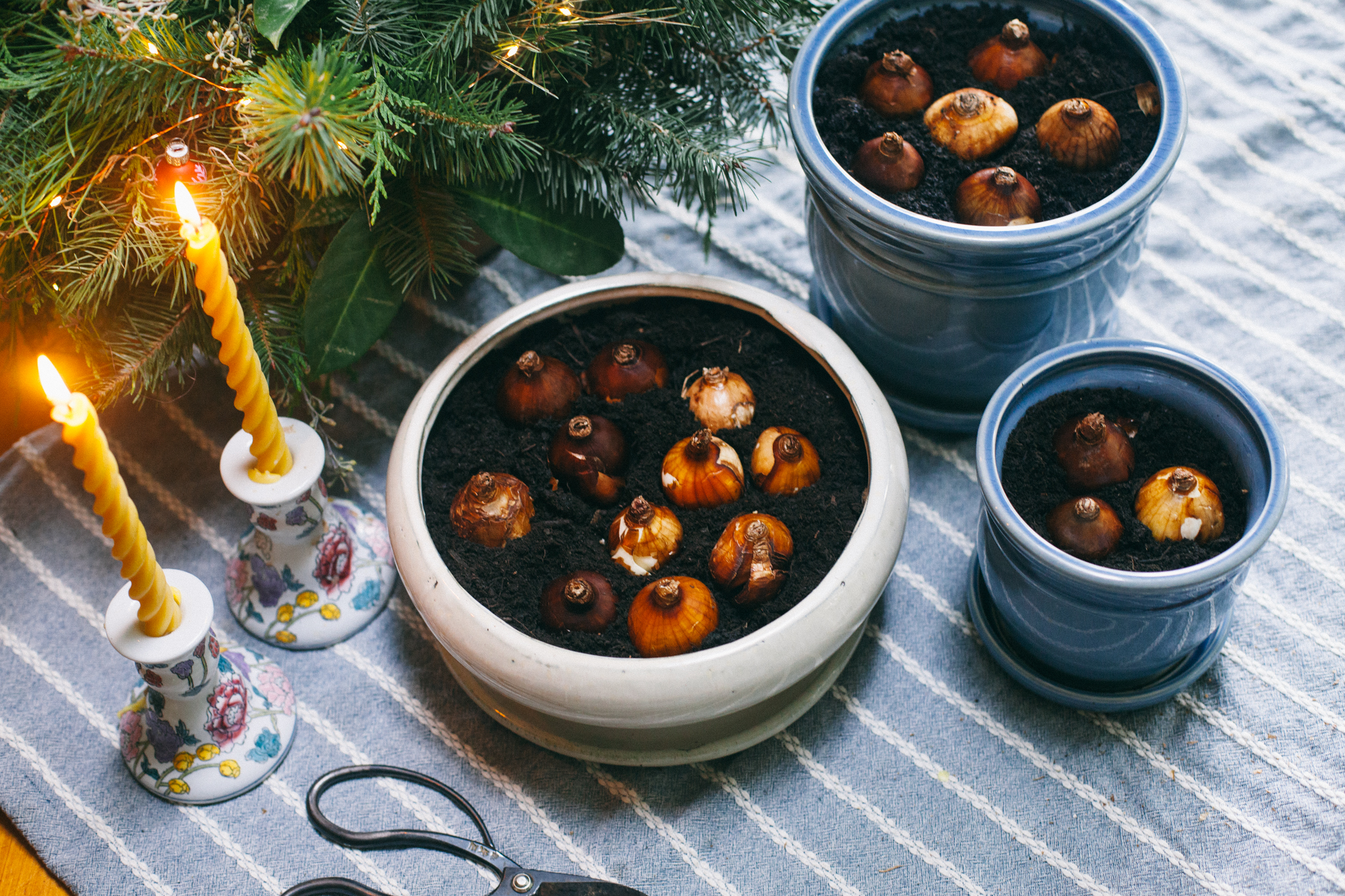 Photo of forced bulbs in pots with candles on a striped tablecloth