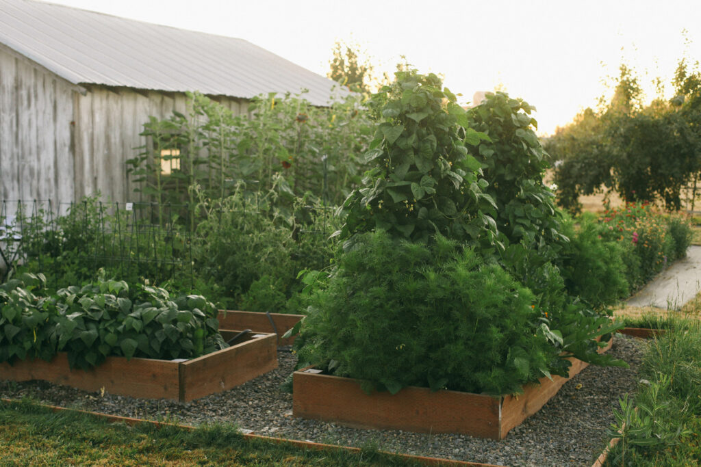 Photo of a raised bed garden filled with plants in Summer