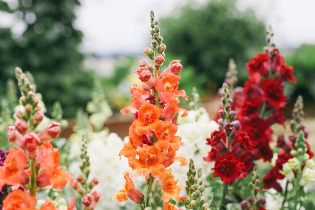 Photo of snapdragons in the sunlight in a garden