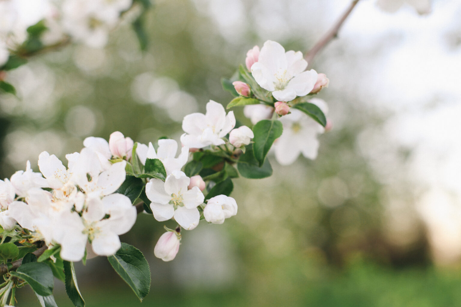 Six Spring flowers you don’t want to miss - Potager Online