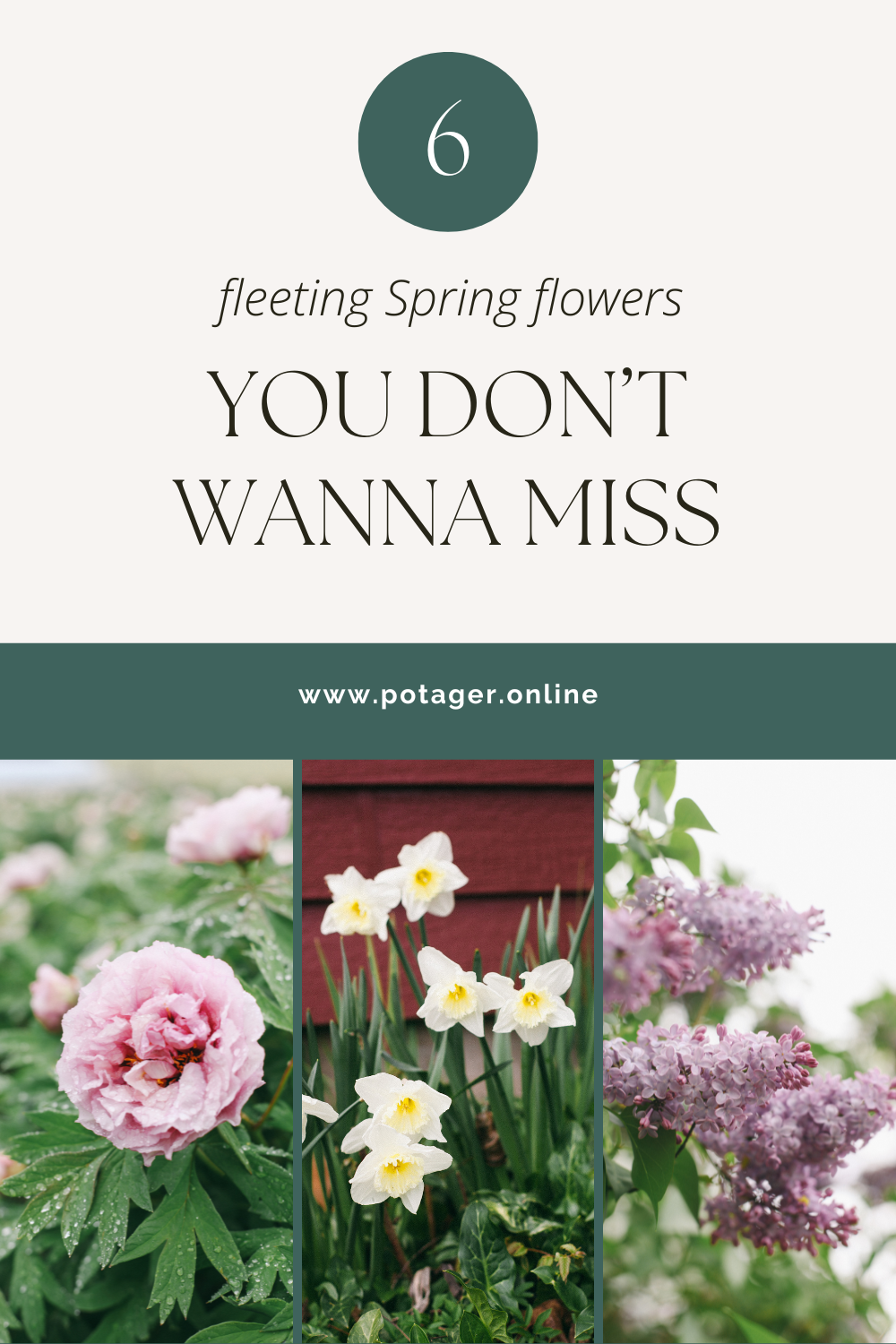 Six Spring flowers you don’t want to miss - Potager Online