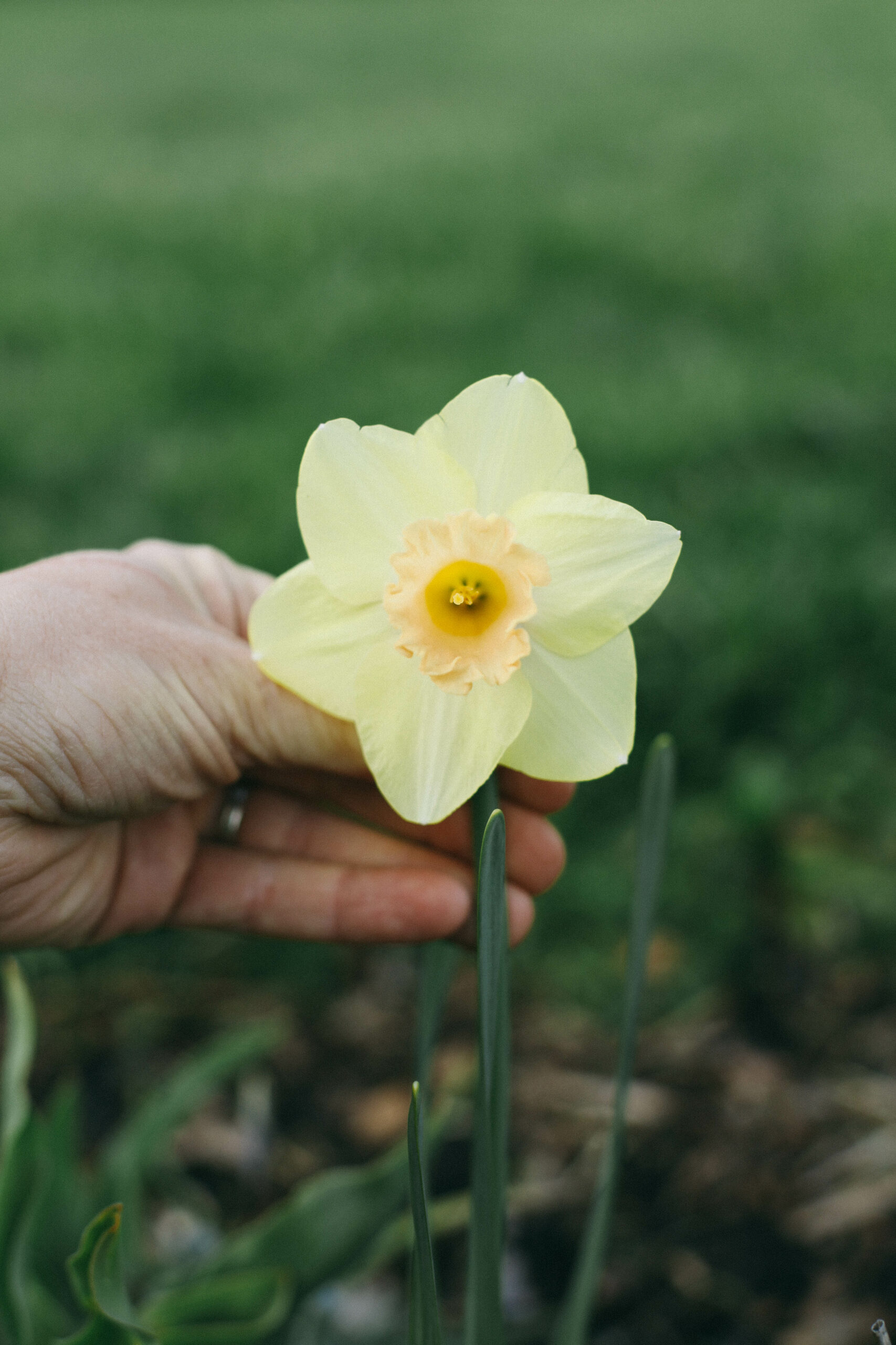 Six Spring flowers you don’t want to miss - Potager Online