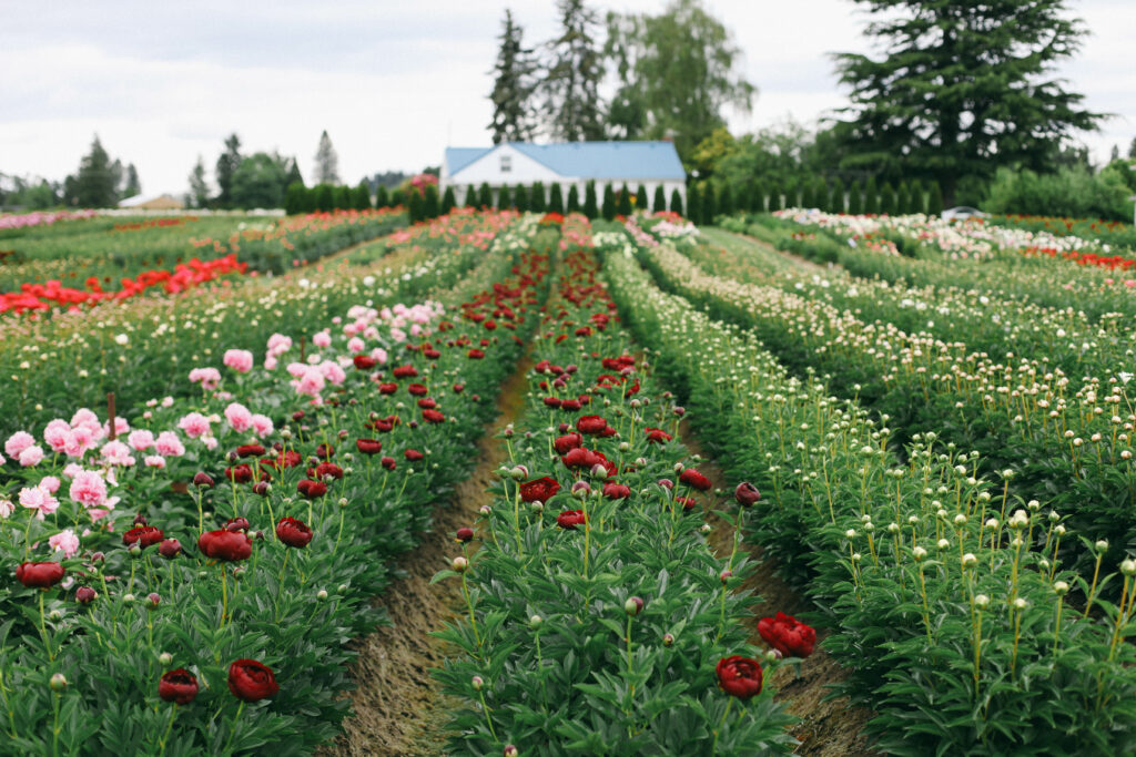 Photo of a peony farm with rows of flowers and a white farmhouse