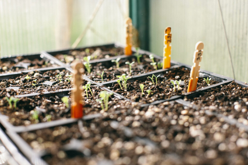 Image of a tray of garden seedlings in a greenhouse with wood stick labels