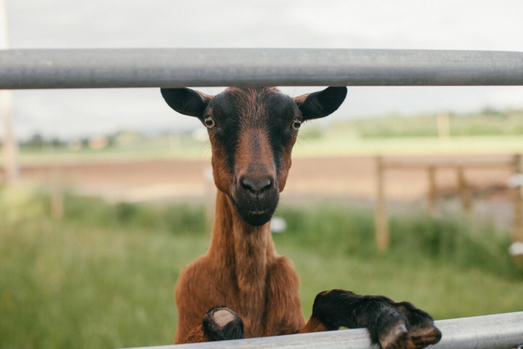 Goats are escape artists! Don't let their shenanigans contribute to homesteader burnout.