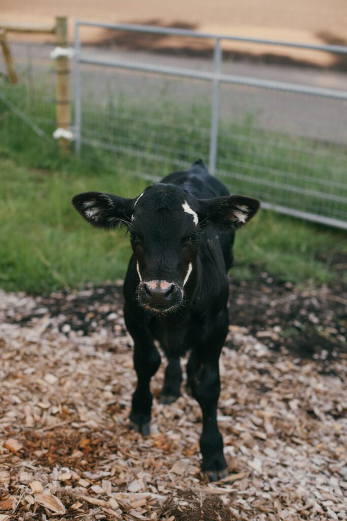 Losing our baby calf Hero contributed to homesteader burnout.