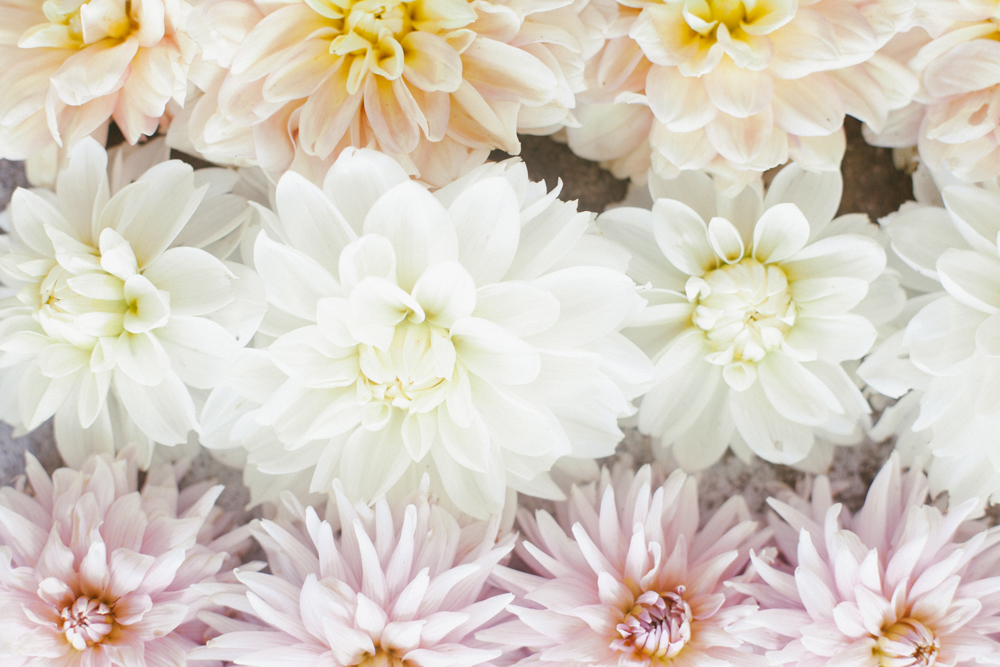 Photo closeup of dahlia flowers in white, cream and light pink