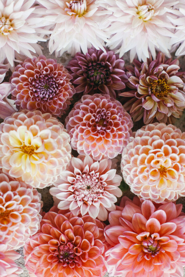 Planting dahlias scary or simple? Potager Online