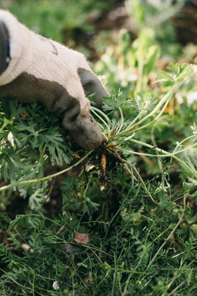 Photo of a garden glove on a hand grabbing a handful of weeds in the garden