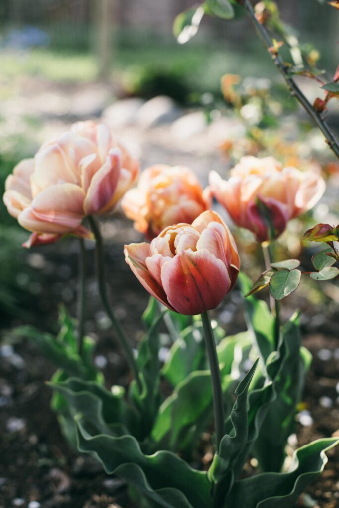 Photo of La Belle Epoque Double-Flowering Tulips in a potager garden