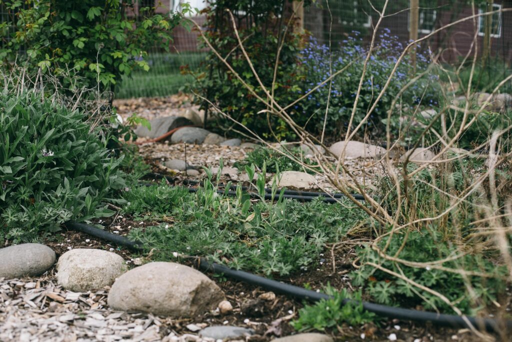 Photo of a potager garden bed full of weeds with rock lined beds and wood chip paths