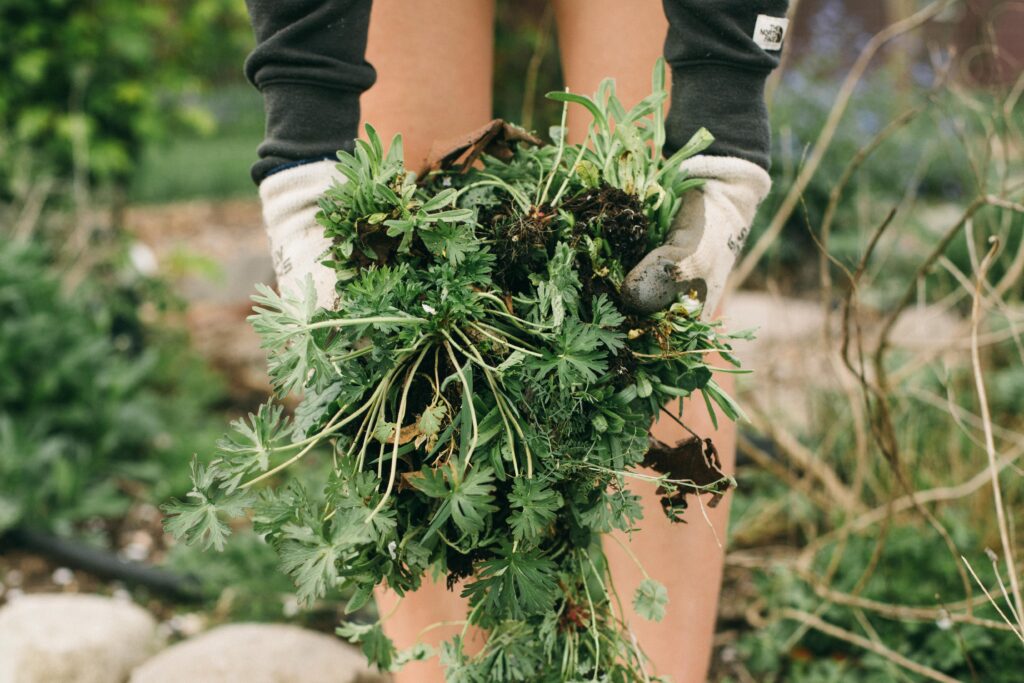 Photo of a woman holding a bunch of weeds in a potager garden with garden gloves