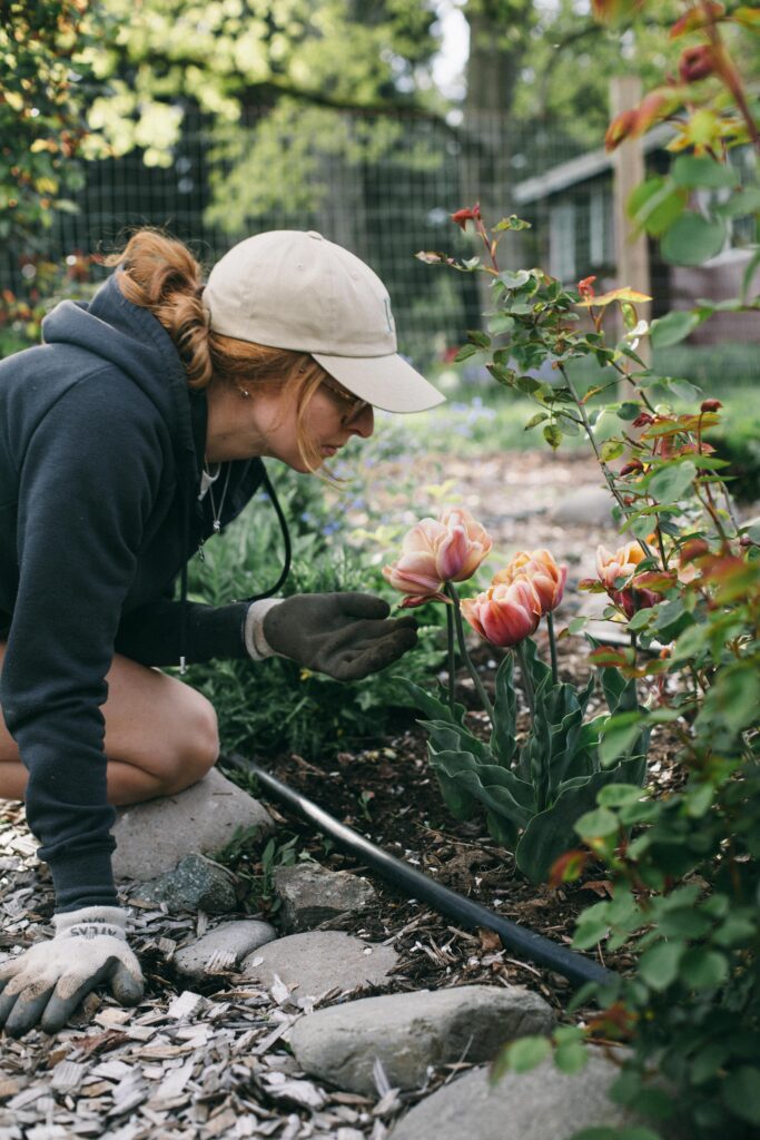 Photo of a woman smelling La Belle Epoque Double-Flowering tulips in a potager garden