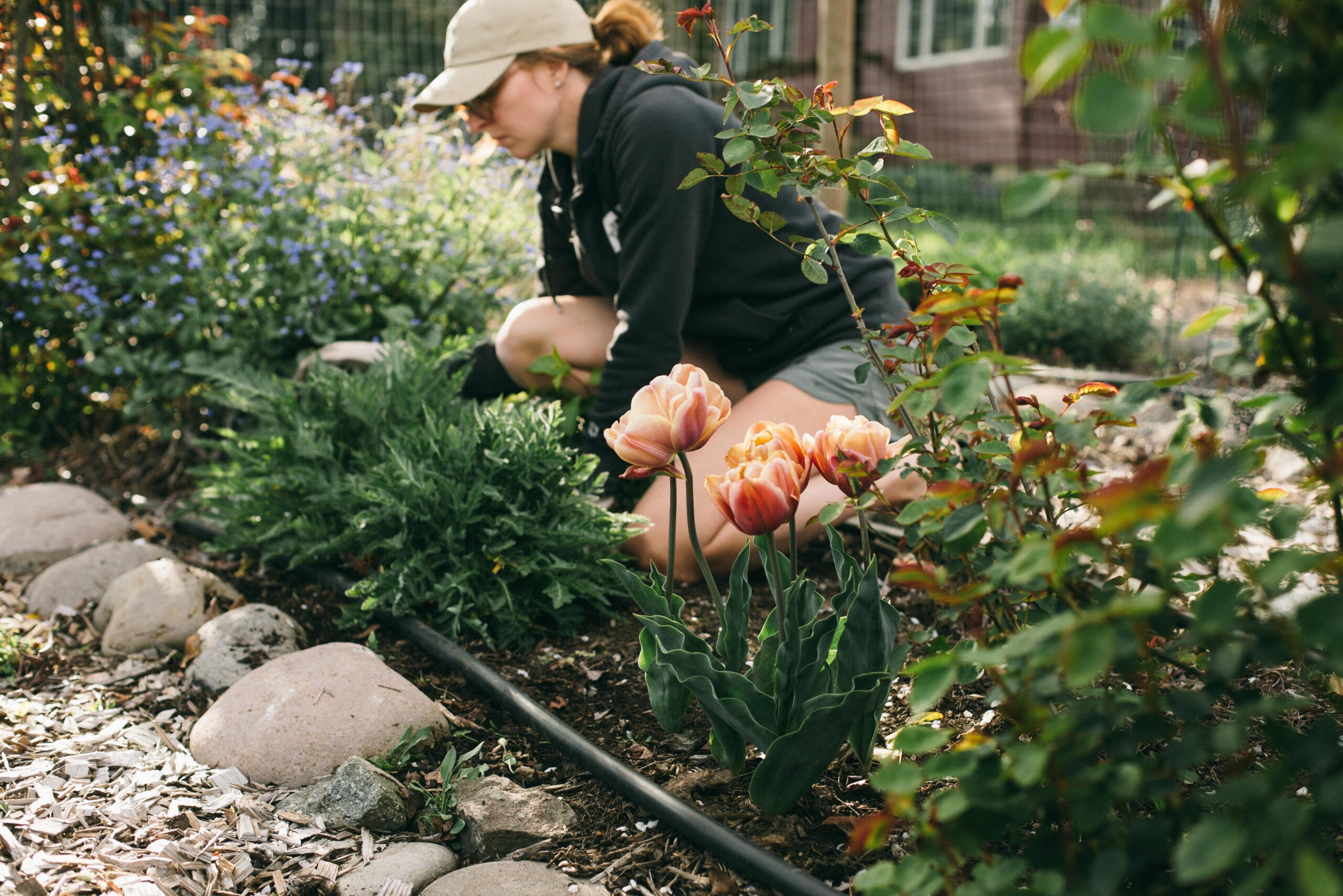 Photo of a woman wedding a potager garden with tulips and climbing roses