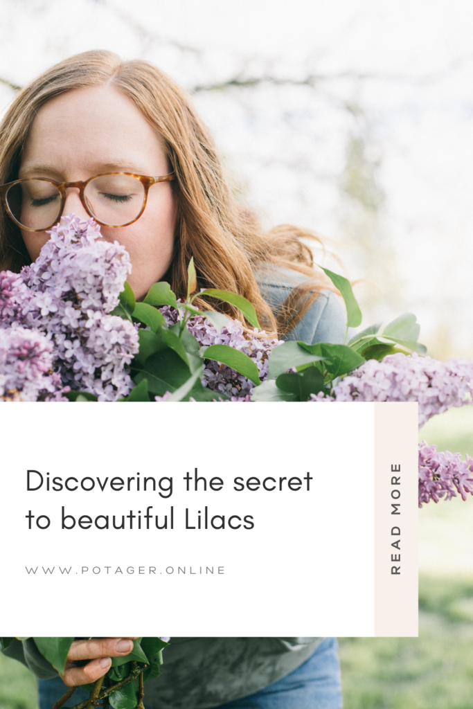 Pinnable image of a women smelling a bundle of lilacs and information on where to find the secret to beautiful lilacs online