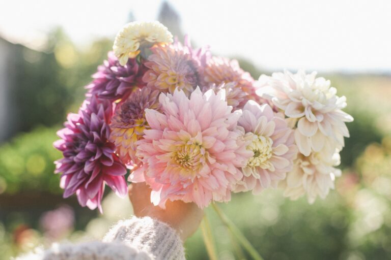 Image of a woman holding a bouquet of dahlias in the garden