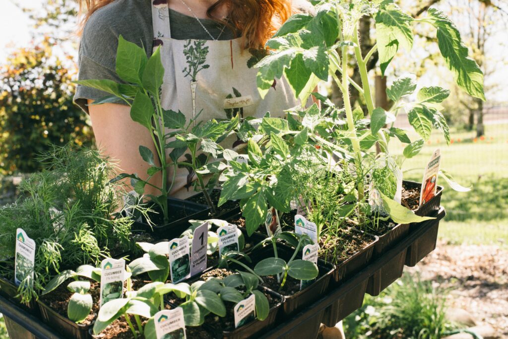 Image of a woman in the garden holding a tray of plant starts