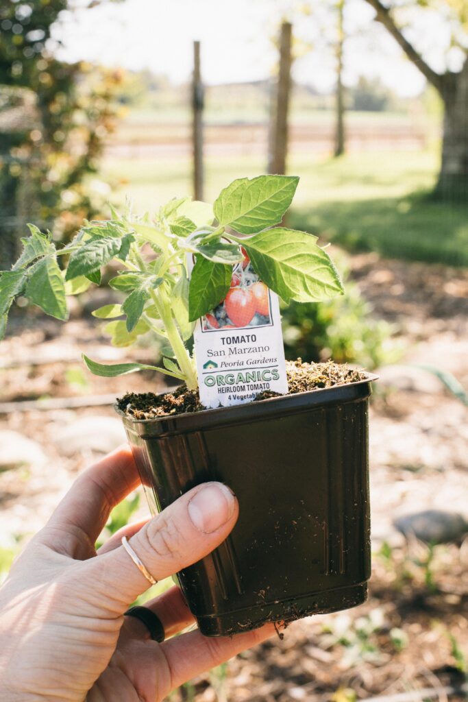 Image of an organic red tomato start in a black plant container being held in a woman's hand in the garden