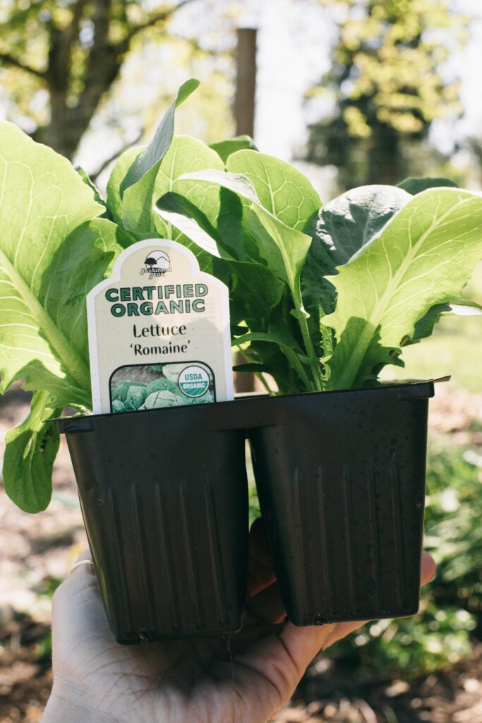 Image of organic lettuce starts in a black plant container being held in a woman's hand in the garden