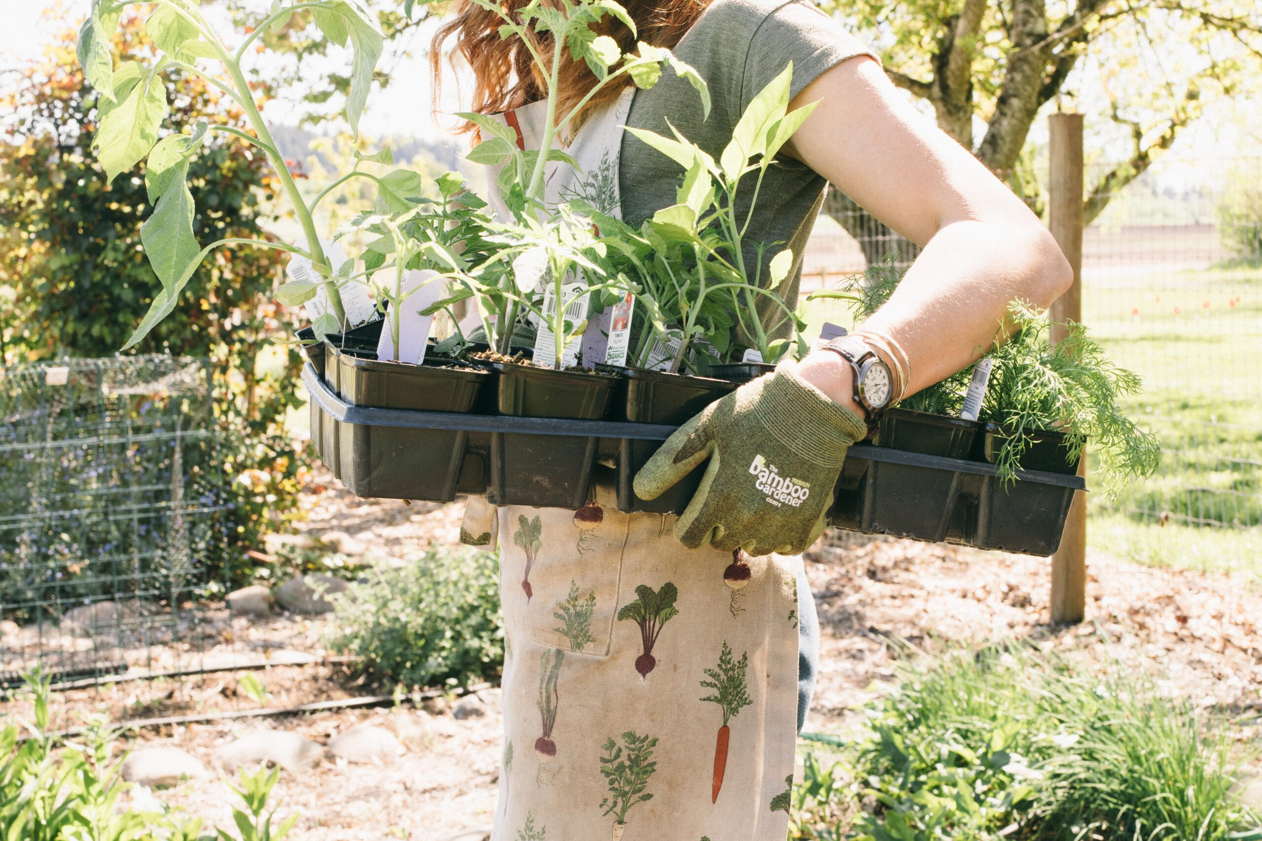 Photo of a woman carrying a tray of seedlings in the garden