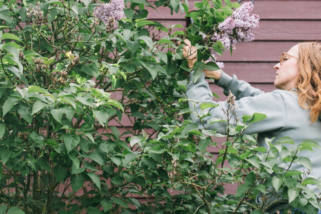 Photo of a redheaded woman pruning a purple lilac bush in front of a red cottage
