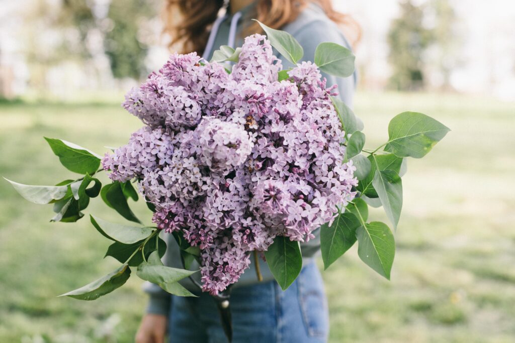 Photo of a woman holding a bouquet of purple lilacs