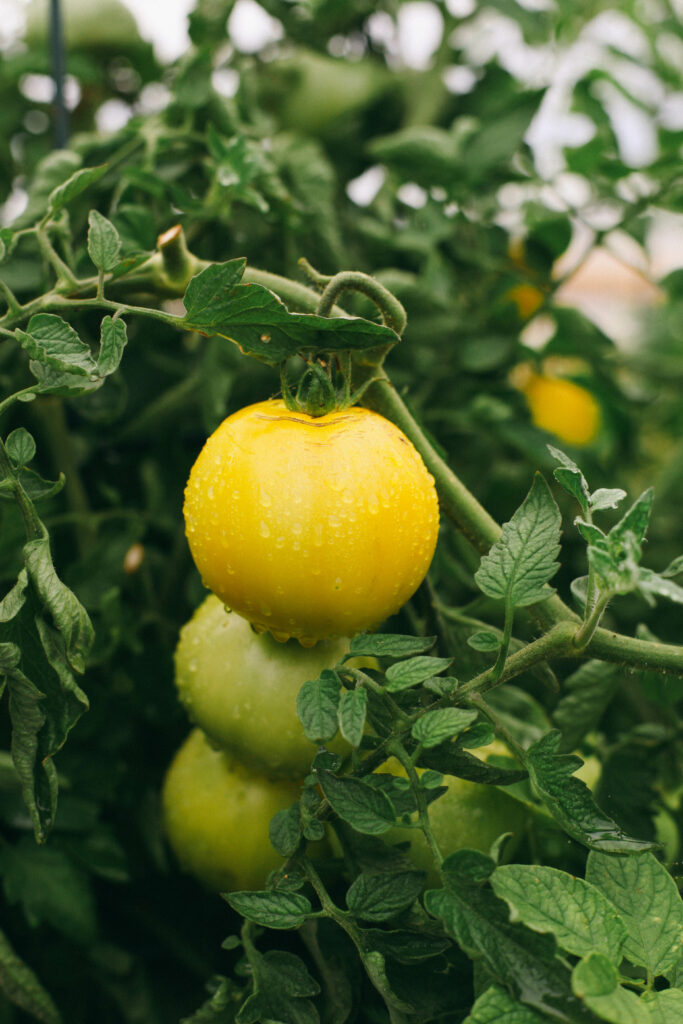 Photo of yellow tomatoes growing in the garden