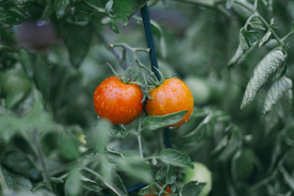 Image of small red tomatoes on the vine in the garden