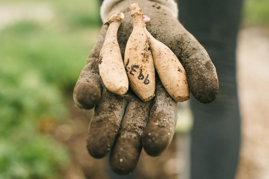 Photo of a hand in a garden glove holding three dahlia tubers