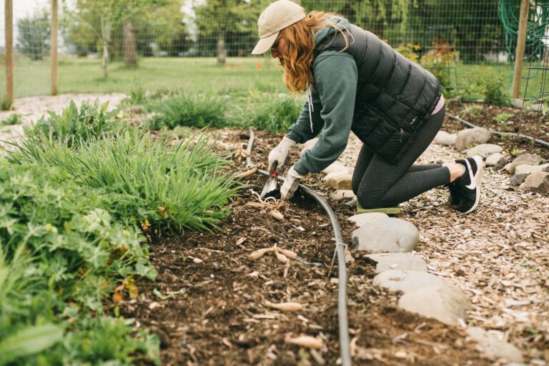 Image of a woman planting dahlia tubers in the Potager garden