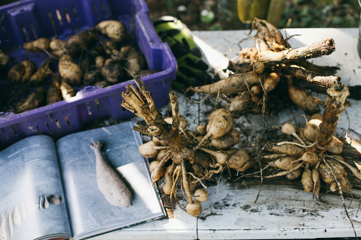 Planting dahlias scary or simple? Potager Online