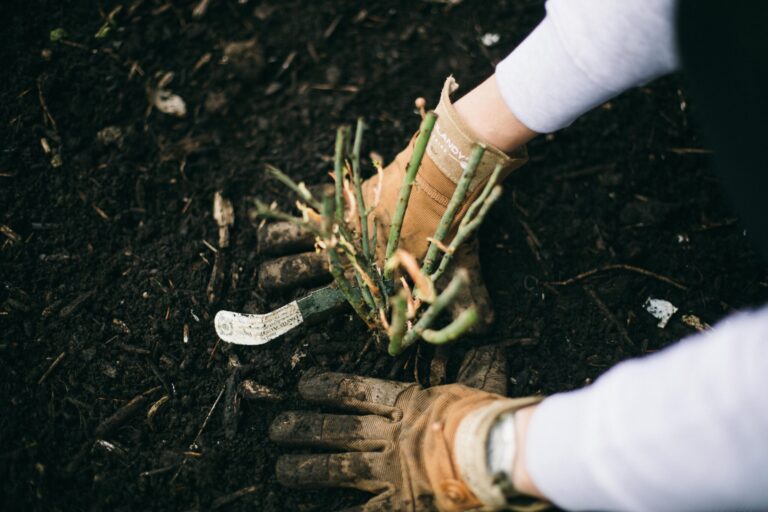 Image of gloved hands planting a bare root rose in a cottage garden
