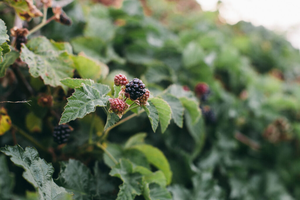 Image of an Oregon blackberry on an Oregon berry farm grown for fantastic desserts