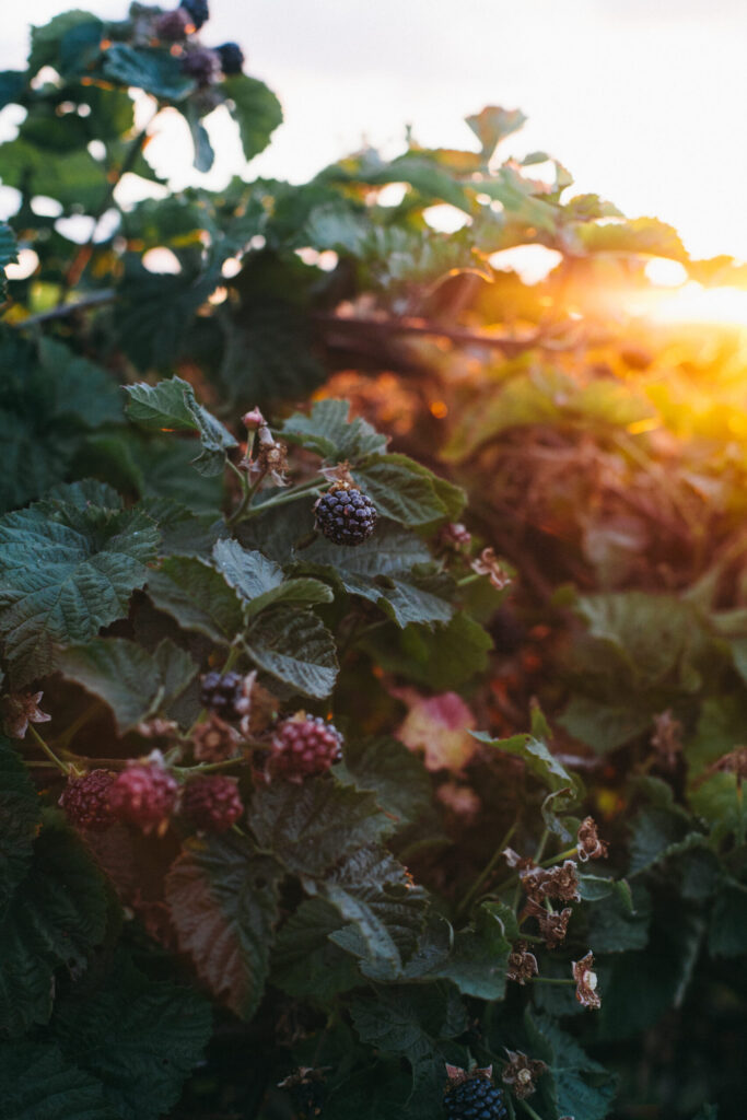 Image of a blackberry bush on an Oregon berry farm growing berries for fantastic desserts