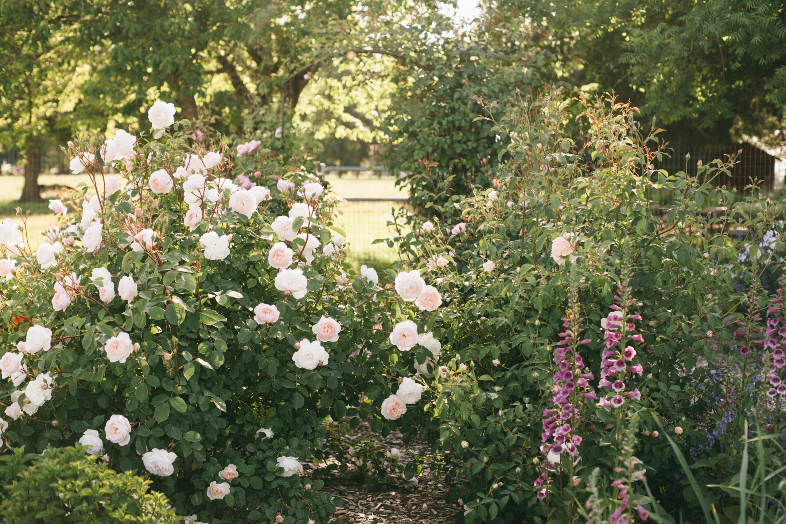 Image of a Potager garden with golden sunshine and David Austin Roses